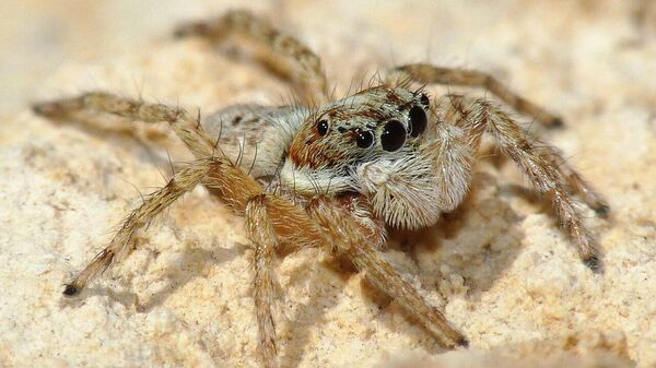 Una araña del género 'Menemerus semilimbatus' - Sputnik Mundo