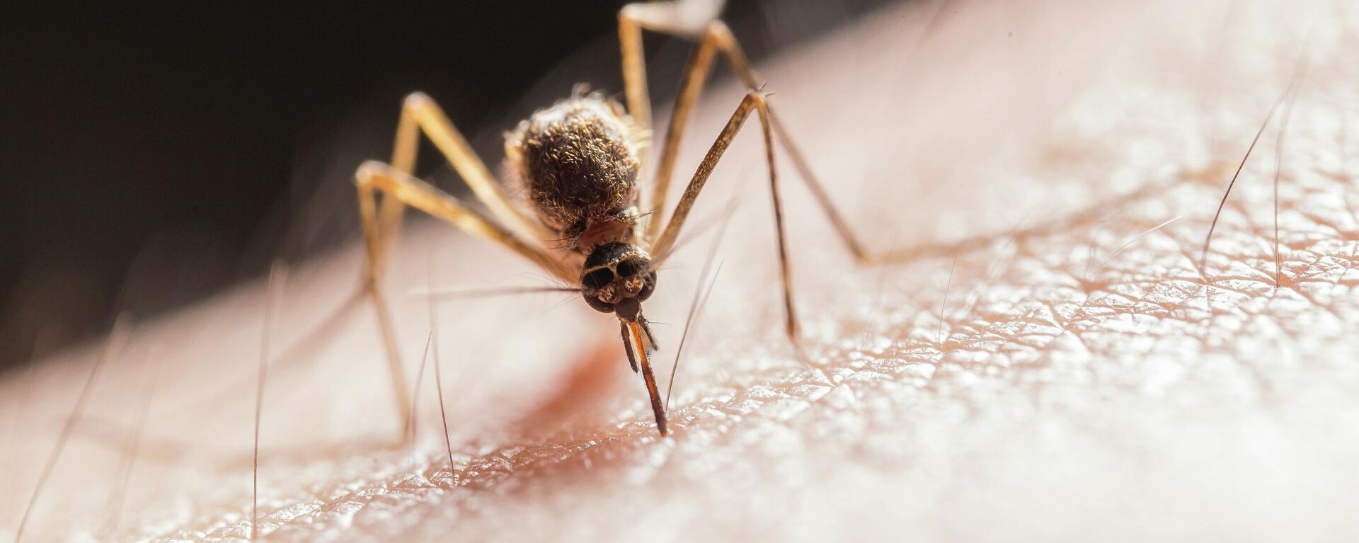 Un mosquito, imagen ilustrativa - Sputnik Mundo, 1920, 19.07.2021