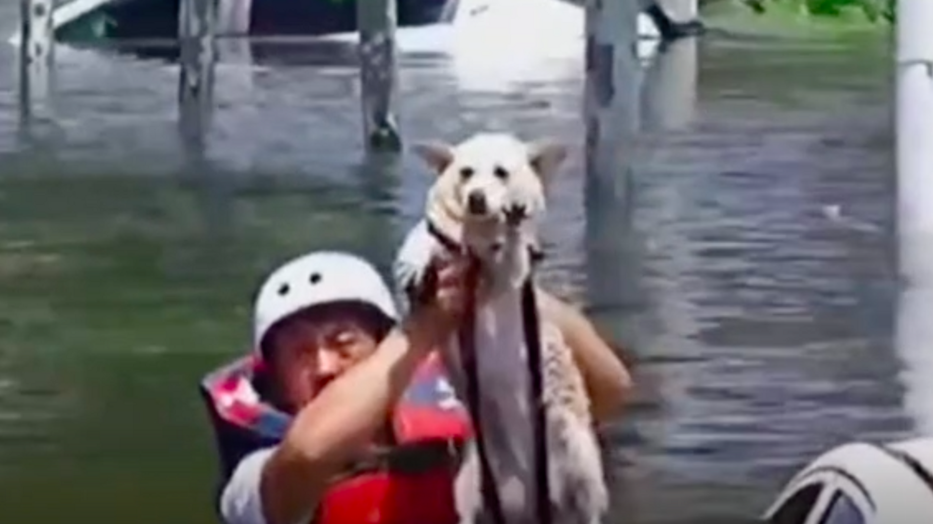 La tierna reacción de un perro al ser rescatado en medio a las inundaciones - Sputnik Mundo, 1920, 29.07.2021