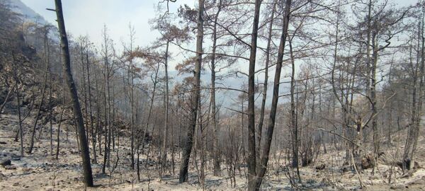El balance de personas damnificadas por los siniestros naturales ascendió a 250 y hasta el momento se reportaron seis fallecidos. En la foto: un bosque devorado por los incendios en Turquía. - Sputnik Mundo