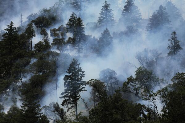 Para el 31 de julio, más de 710.000 hectáreas fueron consumidas por los incendios forestales en EEUU, según informó el Centro Nacional Interagencial de Bomberos. En la foto: los árboles arden mientras el incendio crece en el Bosque Nacional Plumas de California, Estados Unidos. - Sputnik Mundo