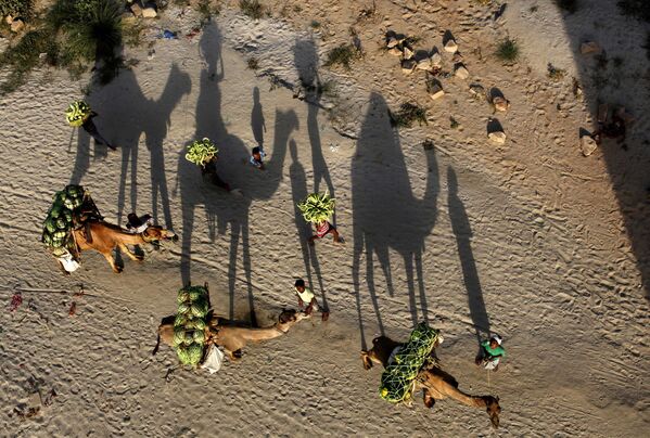 Unos granjeros indios transportan la cosecha de sandías en camellos. - Sputnik Mundo