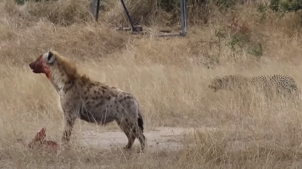 Video: una hiena arrebata la presa que una leopardo estuvo cazando durante tres días 
 - Sputnik Mundo