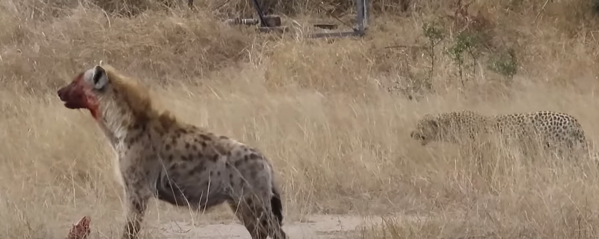 Video: una hiena arrebata la presa que una leopardo estuvo cazando durante tres días
Video: una hiena arrebata la presa que una leopardo estuvo cazando durante tres días
- Sputnik Mundo, 1920, 04.08.2021