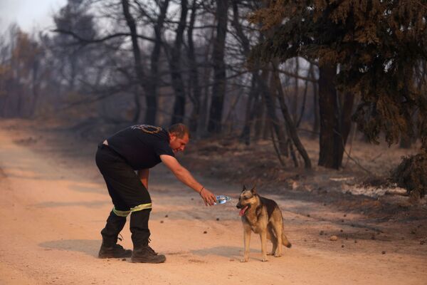 Un bombero le da de beber a un perro. - Sputnik Mundo