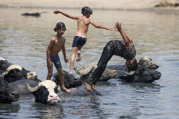 Las extremas temperaturas de verano han llegado hasta Irak, donde los agricultores y ganaderos deben luchar contra una grave escasez de agua que está acabando con sus cultivos, sus animales y su modo de vida. En la foto: unos niños iraquíes nadan con un rebaño de búfalos en un río al noreste de Bagdad. - Sputnik Mundo