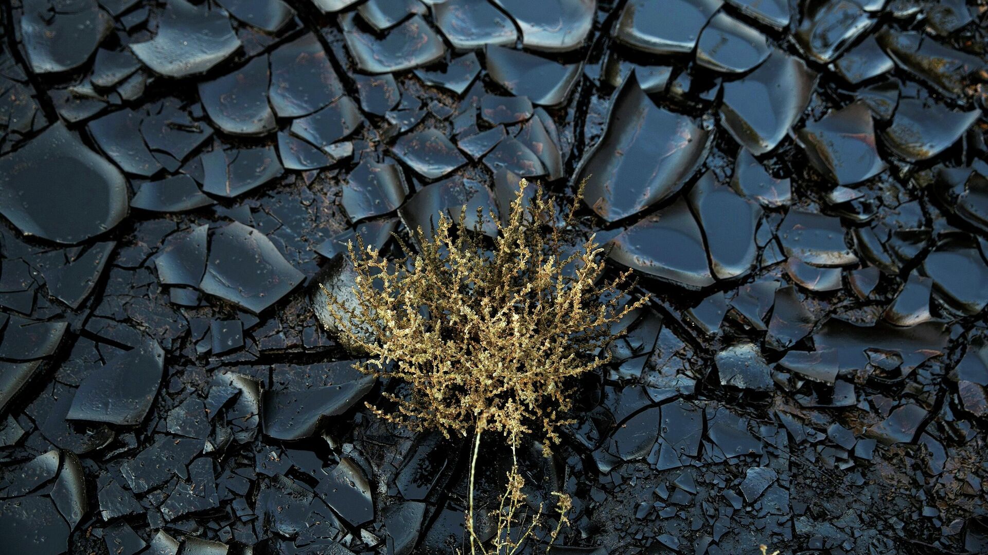 Un área contaminada causada por un derrame de petróleo en la reserva del desierto de Evrona, cerca de la ciudad turística de Eilat, en el Mar Rojo, Israel, el 10 de diciembre de 2014 - Sputnik Mundo, 1920, 11.08.2021