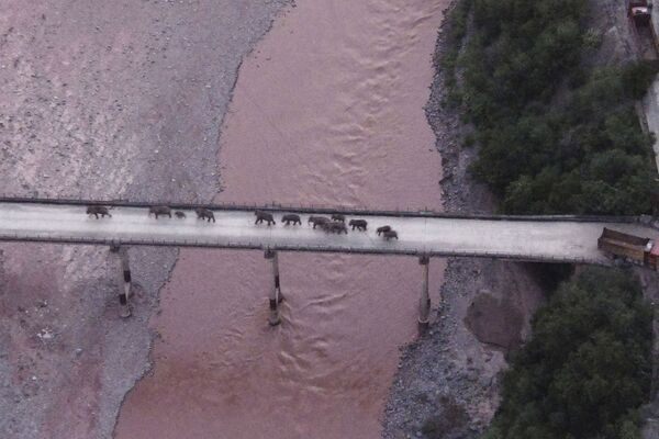 Una manada de elefantes errantes cruza un río por un puente cerca de la ciudad de Yuxi, en la provincia de Yunnan (China), el 8 de agosto. - Sputnik Mundo