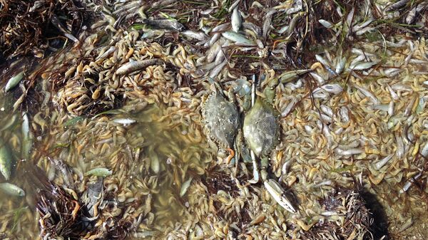 Peces muertos en una playa del Mar Menor en 2019 - Sputnik Mundo