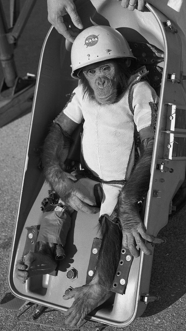 Ham el chimpancé, el primer homínido en volar al espacio - Sputnik Mundo