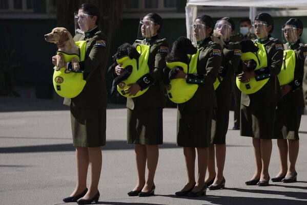 Unas policías bolivianas presentan al público a los cachorros de retriever—que algún día se convertirán en perros policías— con motivo del Día de San Roque, el santo patrono de los perros. - Sputnik Mundo