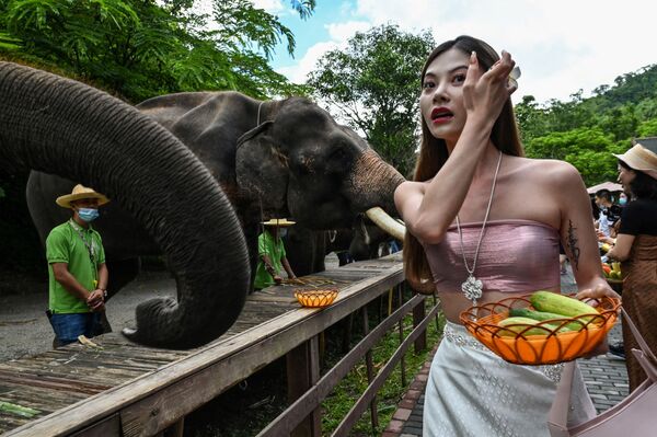 Una joven alimenta a elefantes en la reserva Wild Elephant Valley, en China. - Sputnik Mundo