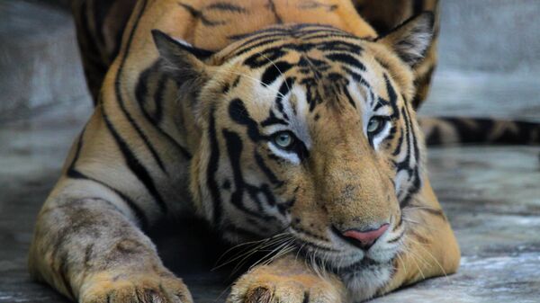 Un tigre en un zoo en la India - Sputnik Mundo