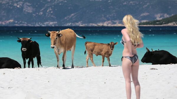 Vacas en una playa de Córcega, Francia - Sputnik Mundo
