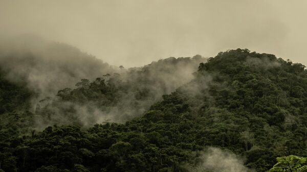 Bosque nativo colombiano - Sputnik Mundo