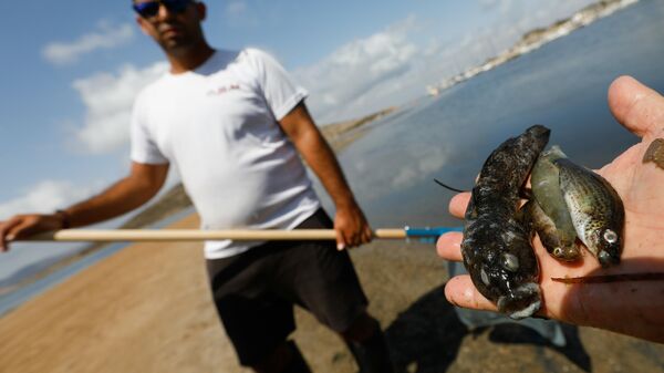 Una persona muestra varios ejemplares de peces muertos que han aparecido en varias zonas del Mar Menor - Sputnik Mundo