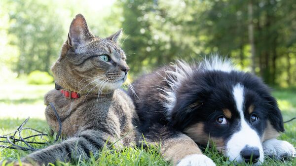 Un gato y un perro - Sputnik Mundo