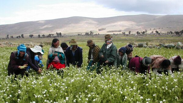 Agricultura familiar campesina en Bolivia - Sputnik Mundo