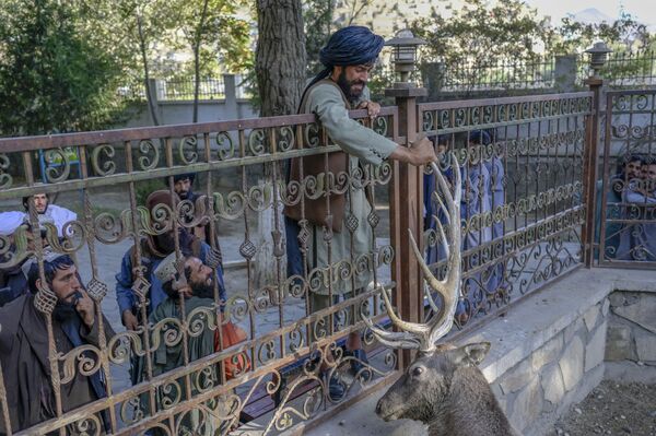 Los talibanes (movimiento proscrito en Rusia como terrorista) visitaron el zoo de la capital afgana. - Sputnik Mundo