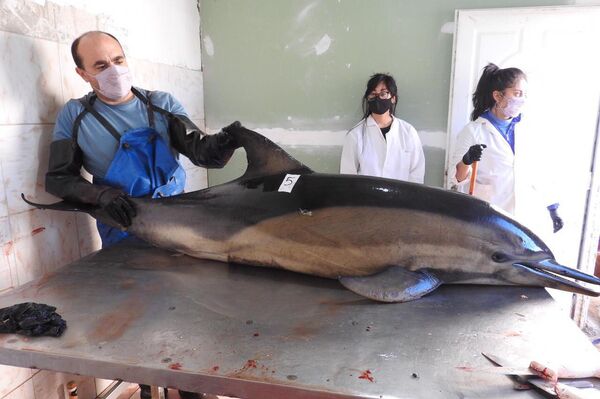 Delfines muertos en Río Negro - Sputnik Mundo