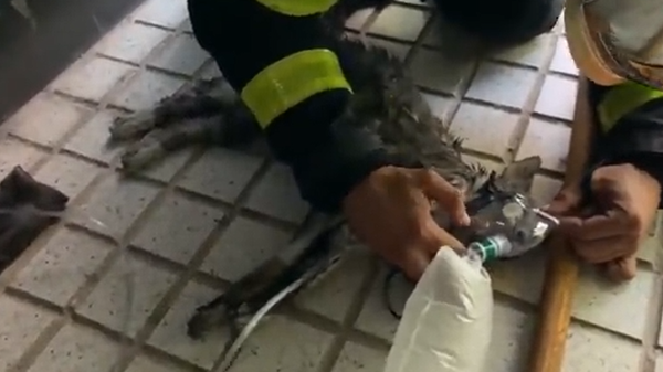 El gato con una máscara de oxígeno atendido por un bombero en Valdemoro (Madrid) - Sputnik Mundo