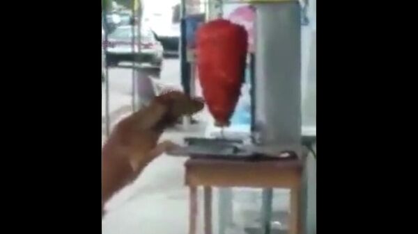 Perro muerde trompo de pastor - Sputnik Mundo