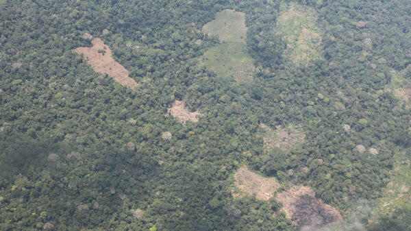 Deforestación en Loreto, Perú - Sputnik Mundo