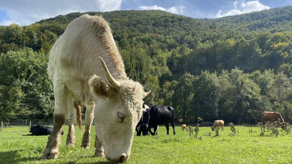 Vacas rescatadas en el Santuario Gaia (Camprodón, Girona) - Sputnik Mundo