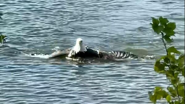 Un águila de cabeza blanca nada hacia la orilla de un lago - Sputnik Mundo