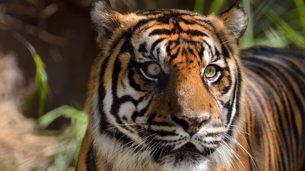 Un tigre de Bengala, imagen referencial - Sputnik Mundo
