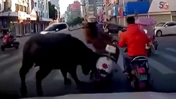 Un búfalo ataca a una motociclista  - Sputnik Mundo