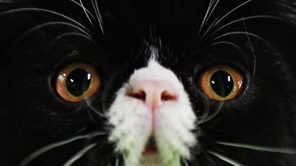 La cara de un gato - Sputnik Mundo