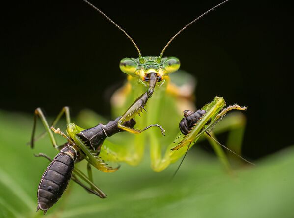 Esta mantis captada por Shuvam Sadhukhan sostiene la cabeza de su presa con una extremidad mientras se come el cuerpo con la otra y logra ser finalista en la categoría Comportamiento Animal. - Sputnik Mundo