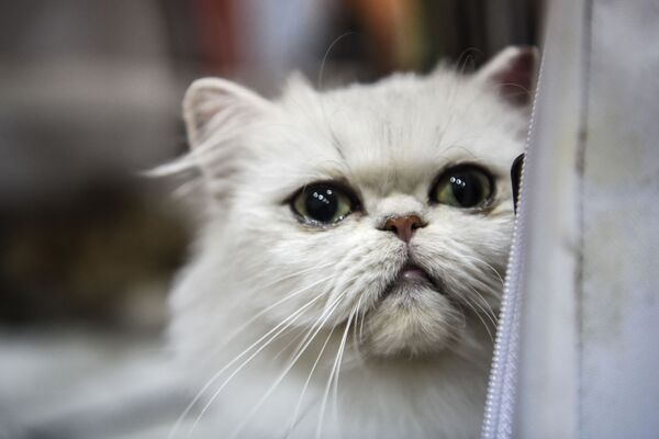 Entre los de menor belleza se posicionaron también el gato exótico (3,83), el gato singapur (3,37) y el habana brown (2,55).En la foto: un gato exótico. - Sputnik Mundo