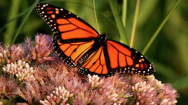 Una mariposa monarca - Sputnik Mundo