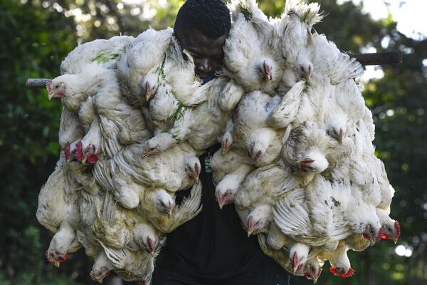 Un hombre sostiene unos pollos comprados en un mercado de Dajabón (República Dominicana). - Sputnik Mundo