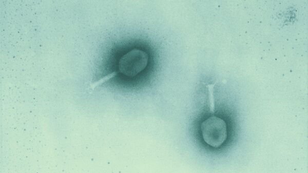 Bacteriófagos T4, uno de las más conocidos desde los años 50 - Sputnik Mundo