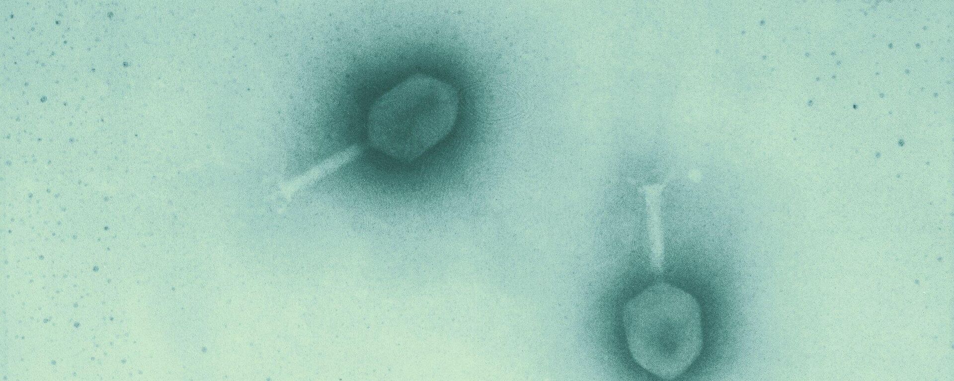 Bacteriófagos T4, uno de las más conocidos desde los años 50 - Sputnik Mundo, 1920, 03.12.2021