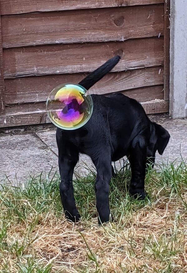 La ganadora del concurso, Zoe Ross, captó el divertido momento en que su cachorro de labrador tiró una burbuja en lugar de pedo. ¿Una ilusión óptica o algo más? - Sputnik Mundo