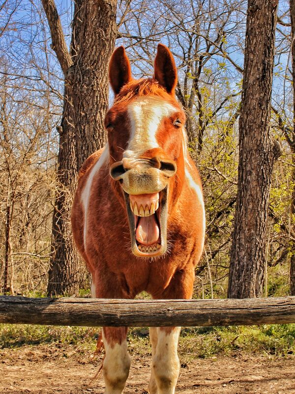 La fotógrafa Marry Ellis sorprendió al jurado con su instantánea I said &#x27;Good Morning&#x27; (Dije &#x27;buenos días&#x27;). Ocupó el primer lugar en la categoría El poderoso caballo. - Sputnik Mundo