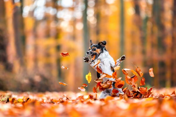 La foto Crazy In Love With Fall (Locamente enamorado del otoño), de la fotógrafa alemana Diana Jill Mehner. - Sputnik Mundo