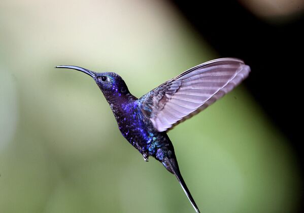 Un colibrí en la reserva La Paz Waterfall Gardens, en Costa Rica. - Sputnik Mundo