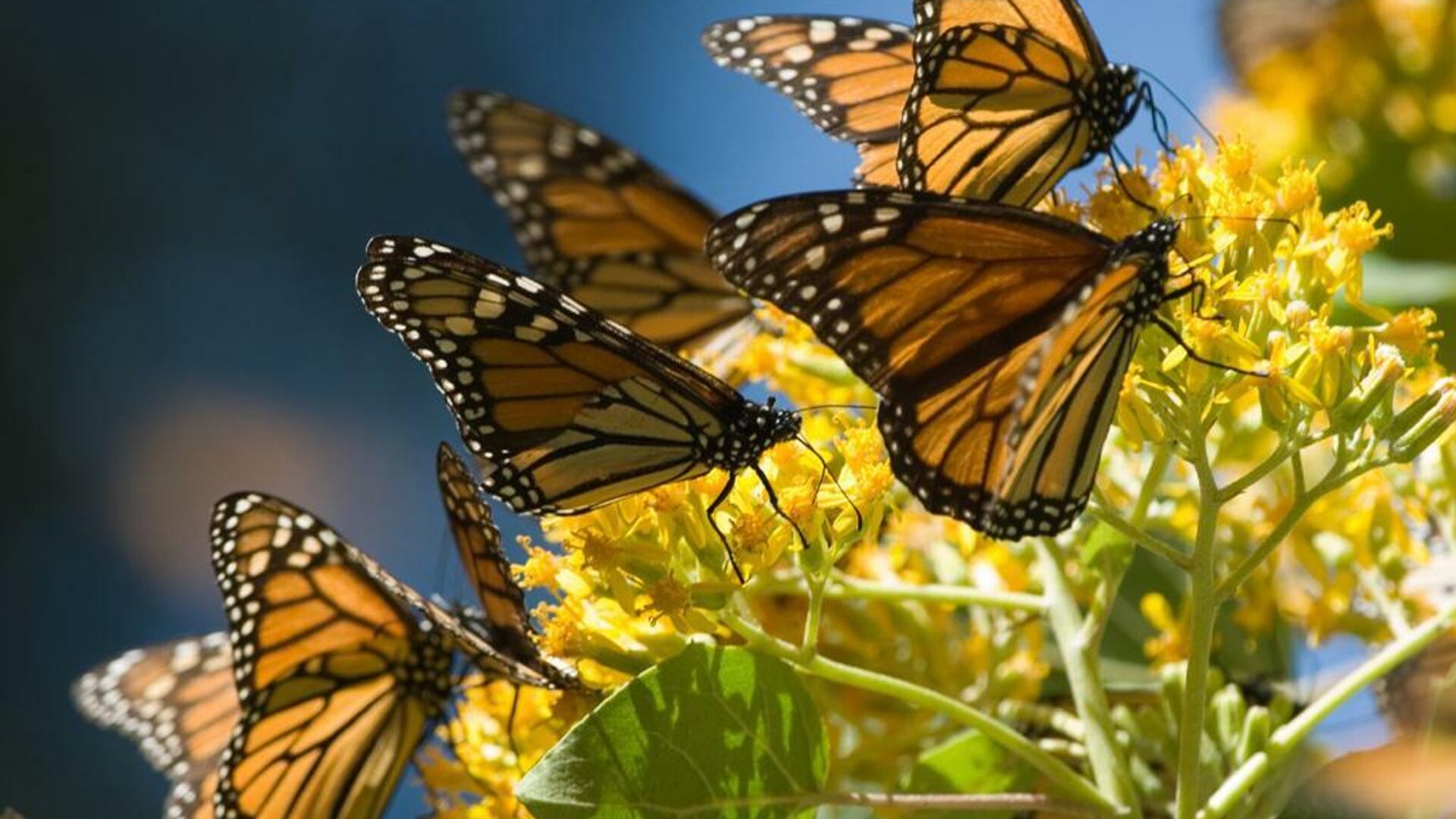 Mariposas monarca en los bosques del centro de México.  - Sputnik Mundo, 1920, 14.12.2021