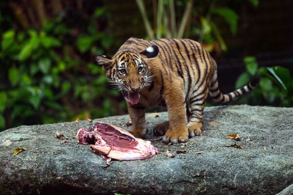 Un cachorro de tigre de Bengala, nacido el 26 de mayo en un zoológico de Dhaka, en Bangladesh. - Sputnik Mundo