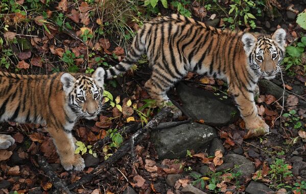 El 29 de mayo el famoso tigre de Amur y la tigresa Ussuri tuvieron dos cachorros que nacieron en el parque safari Primorsky, en Rusia. - Sputnik Mundo