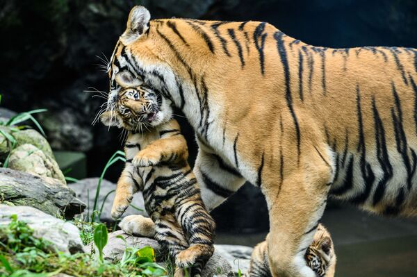 El 27 de junio, la tigresa siberiana Geon-gon dio a luz a cinco cachorros en el parque zoológico temático Everland de Yongin, en Corea del Sur. - Sputnik Mundo