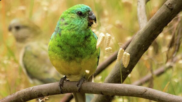 El perico dorsirrojo (Psephotus haematonotus) - Sputnik Mundo