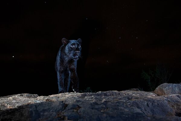 La fotografía Black Leopard de William Burrard-Lucas ganó en la categoría de retratos de animales. - Sputnik Mundo