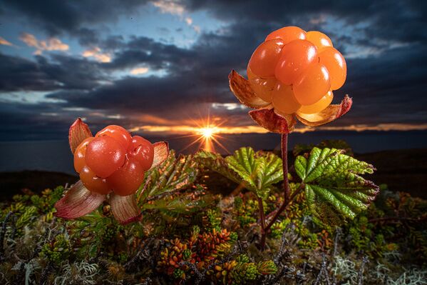 Natures eatable Arctic gould, del fotógrafo noruego Audun Rikardsen se llevó el título de subcampeón en la categoría de plantas y hongos. - Sputnik Mundo
