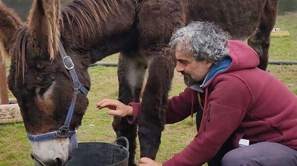El responsable de bienestar animal de la Asociación ANDREA cuida de una burra abandonada en Galicia - Sputnik Mundo